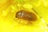 Byturus sp.